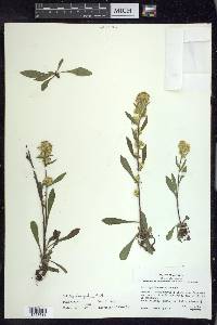 Solidago hispida image