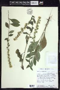 Solidago hispida image