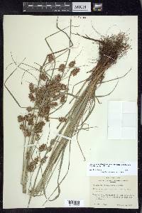 Cyperus pseudothyrsiflorus image