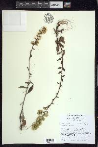 Solidago hispida image