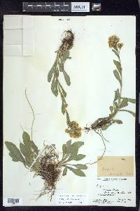 Solidago multiradiata image