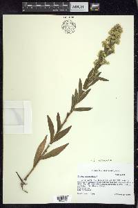 Solidago sempervirens var. mexicana image