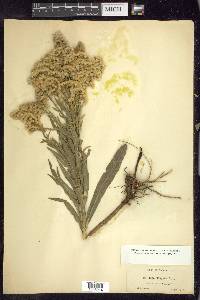 Solidago elongata image