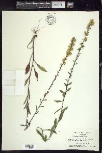 Solidago erecta image