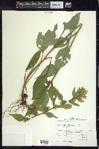 Solidago macrophylla image