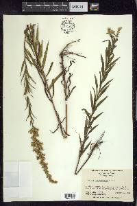 Solidago leavenworthii image