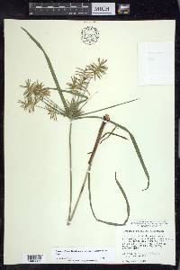 Cyperus refractus image