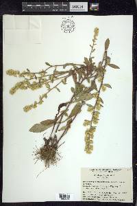 Solidago hispida image