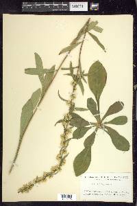 Solidago erecta image