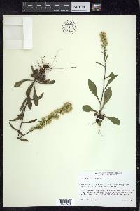 Solidago hispida image