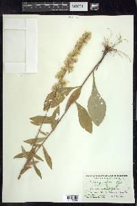 Solidago erecta image