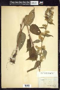 Solidago macrophylla image