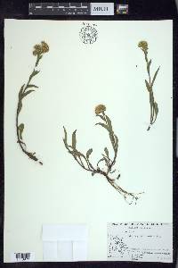 Solidago multiradiata image