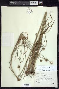 Cyperus plukenetii image