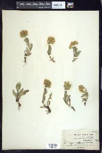 Solidago multiradiata image