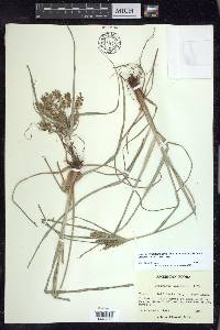 Cyperus pseudothyrsiflorus image