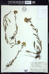 Solidago multiradiata image