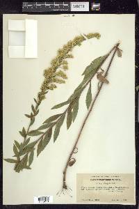 Solidago elongata image