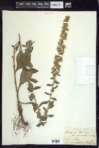 Solidago hispida image