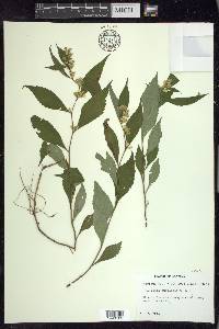 Solidago curtisii image