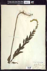 Solidago fistulosa image