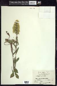 Solidago hispida image