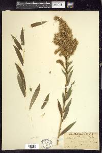 Solidago elongata image