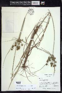 Cyperus nashii image