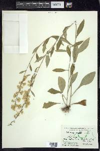 Solidago erecta image