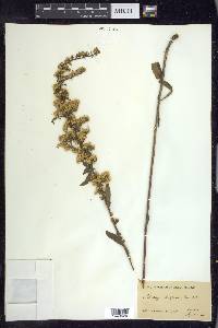 Solidago hispida image