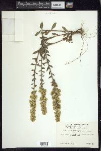 Solidago hispida image