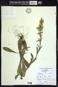 Solidago hispida image