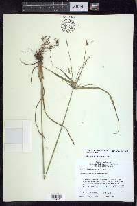 Cyperus lancastriensis image