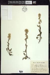 Solidago hispida image