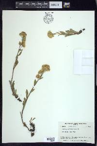 Solidago multiradiata image