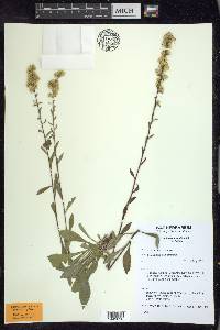 Solidago hispida image