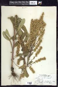 Solidago hispida image