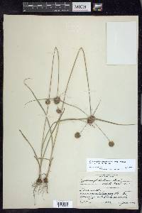 Cyperus lupulinus subsp. lupulinus image