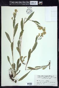 Solidago multiradiata image