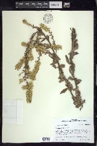 Solidago hispida image