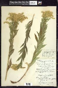 Solidago lepida image