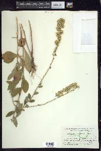 Solidago hispida image