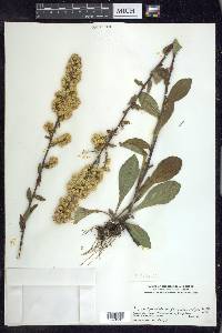 Solidago hispida image