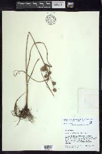 Cyperus echinatus image