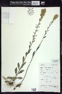 Solidago hispida image