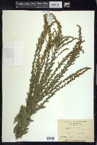 Solidago fistulosa image