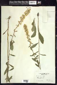 Solidago erecta image