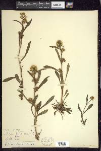 Solidago leiocarpa image