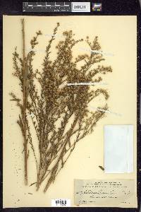 Solidago leavenworthii image