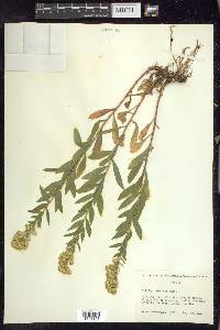 Solidago elongata image